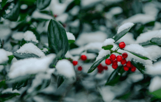evergreen shrub in snow