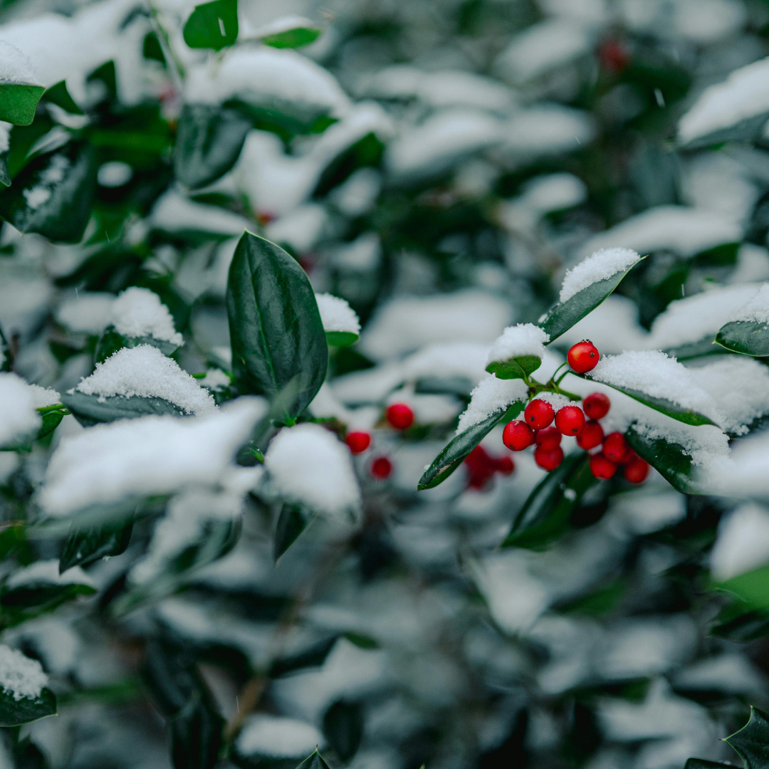 evergreen shrub in snow