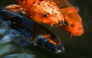 orange koi fish in pond
