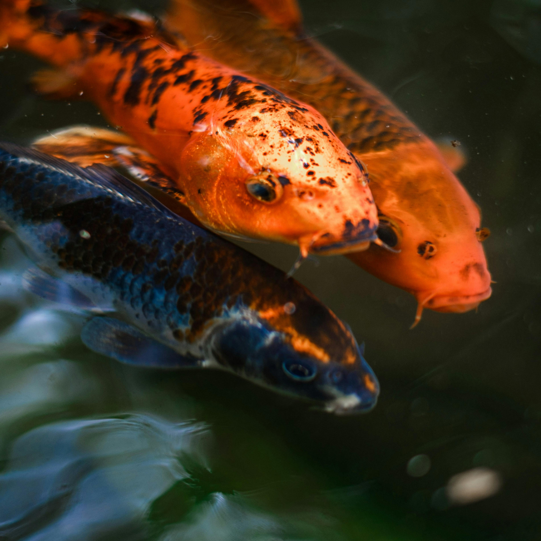 orange koi fish in pond