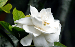 white gardenia flower