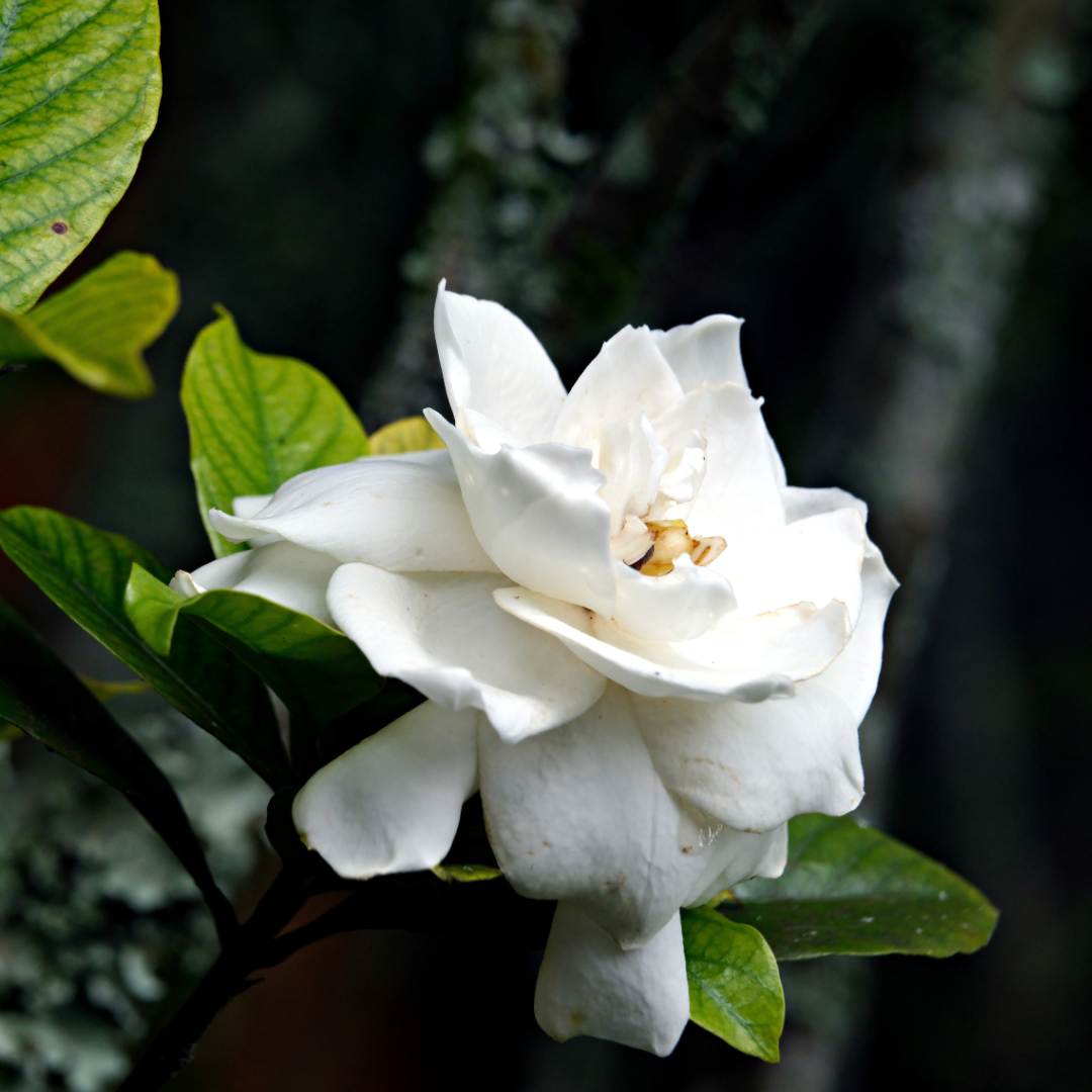 white gardenia flower