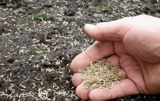 hand spreading grass seed on dirt