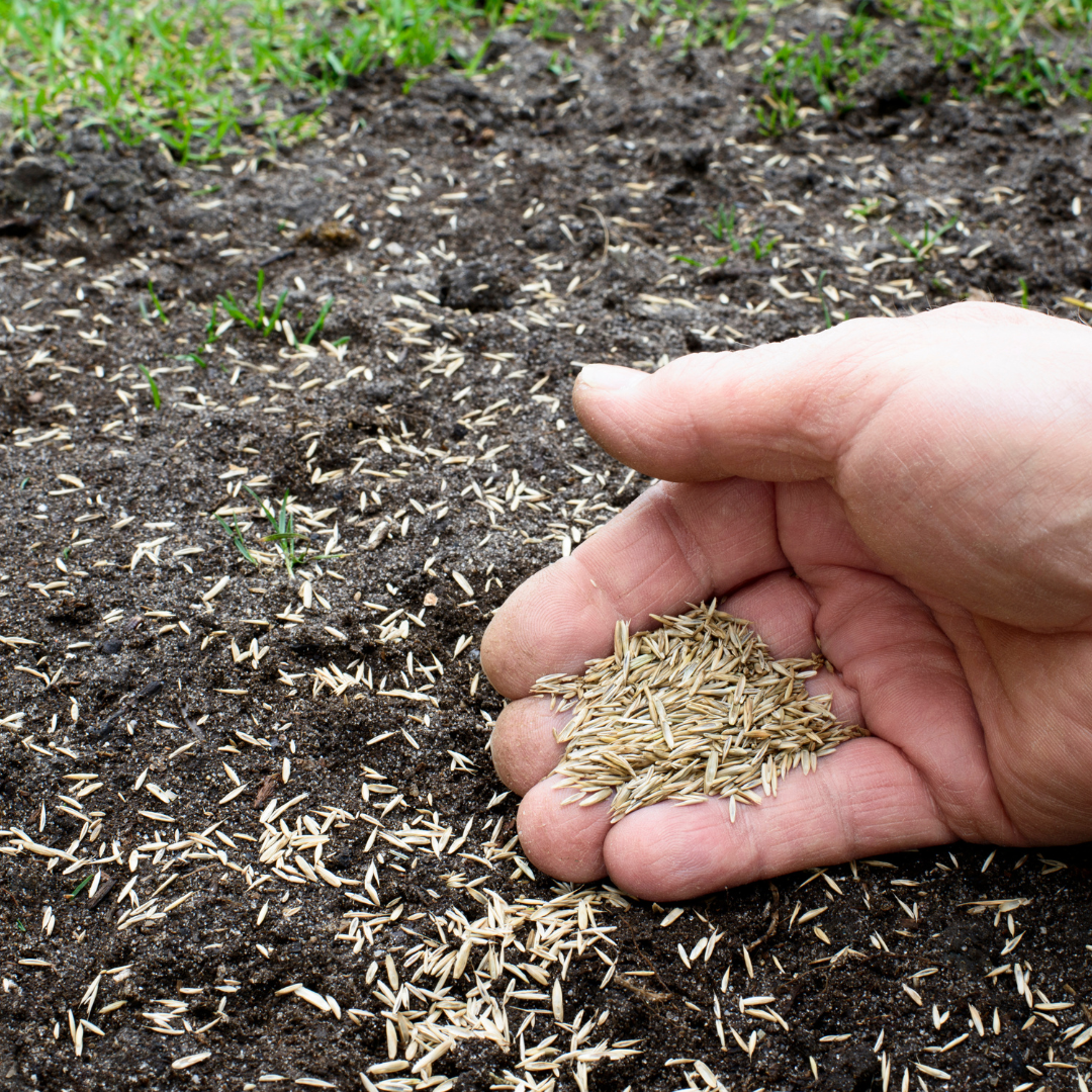 hand spreading grass seed on dirt