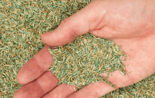 hand in grass seed