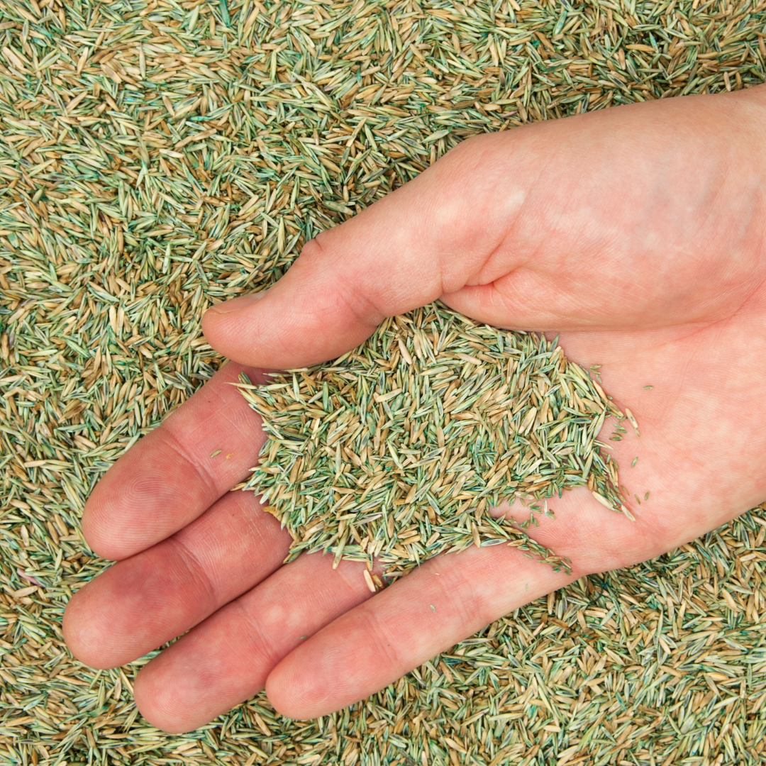 hand in grass seed