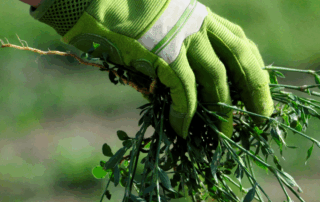 green garden glove pulling weeds