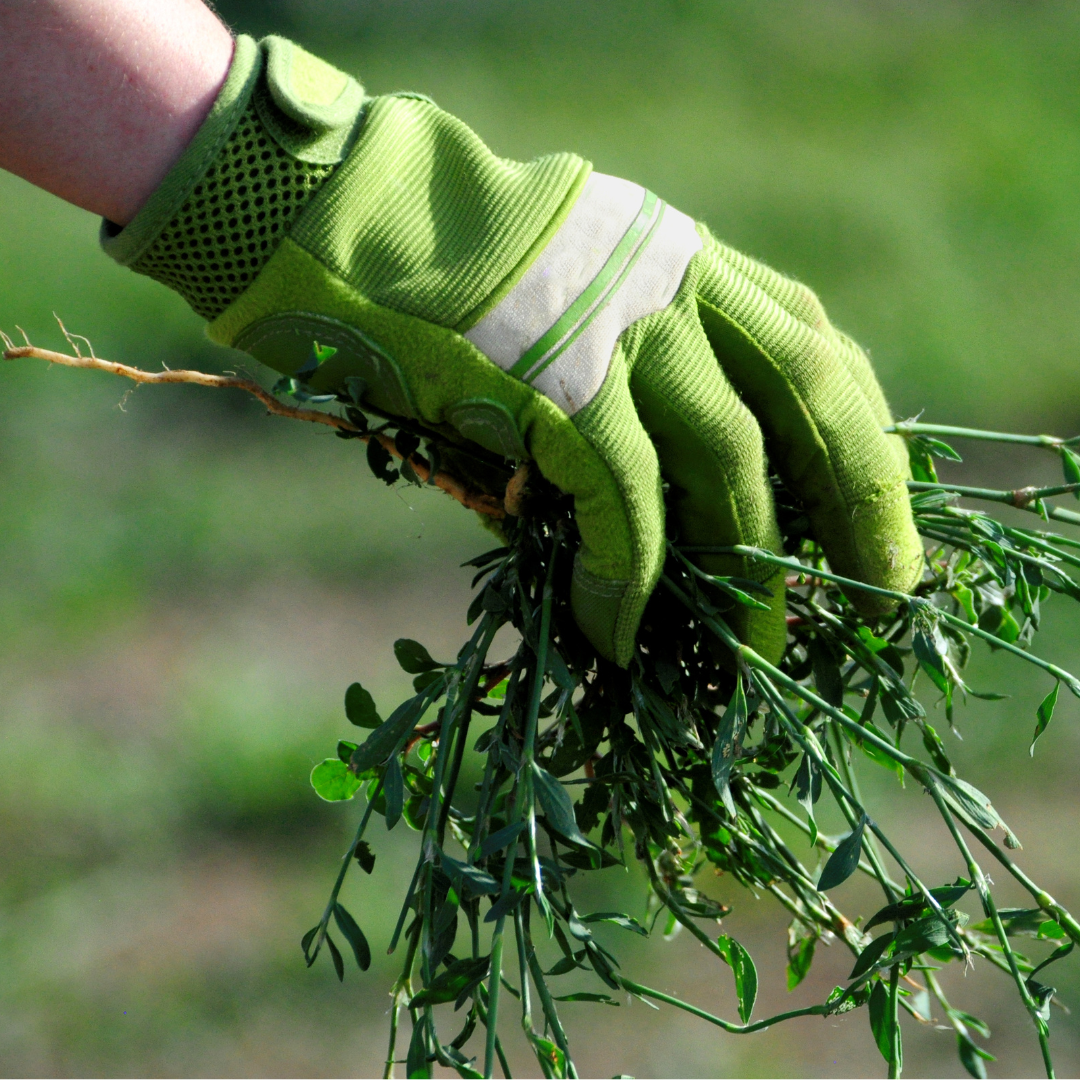 green garden glove pulling weeds green garden glove pulling weeds