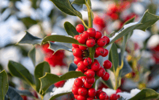 holly bush with red berries