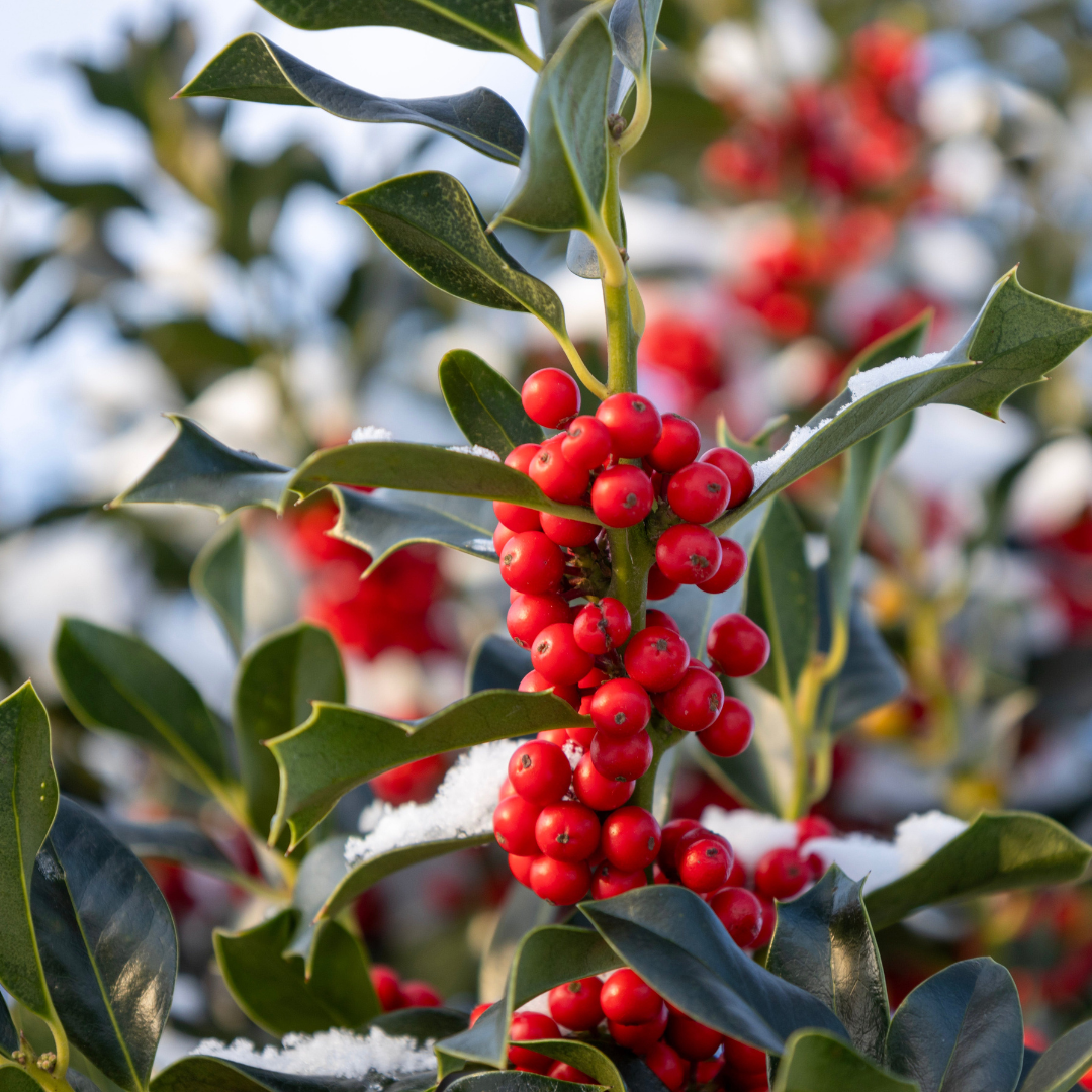 holly bush with red berries