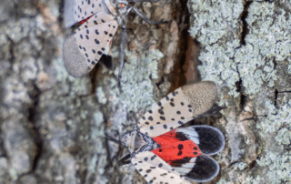 two lanternflies on tree
