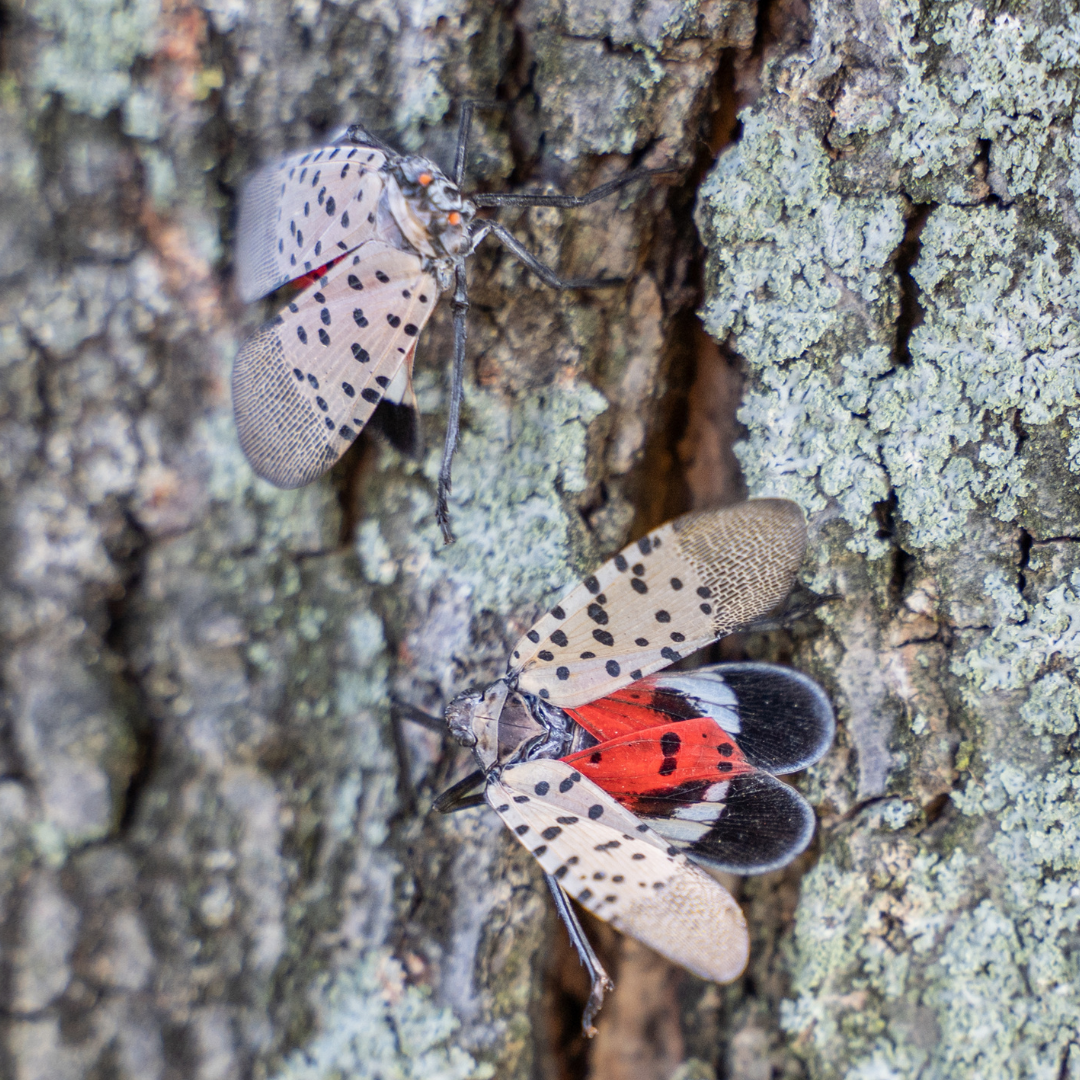 two lanternflies on tree