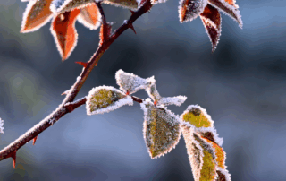 frosted rose leaves