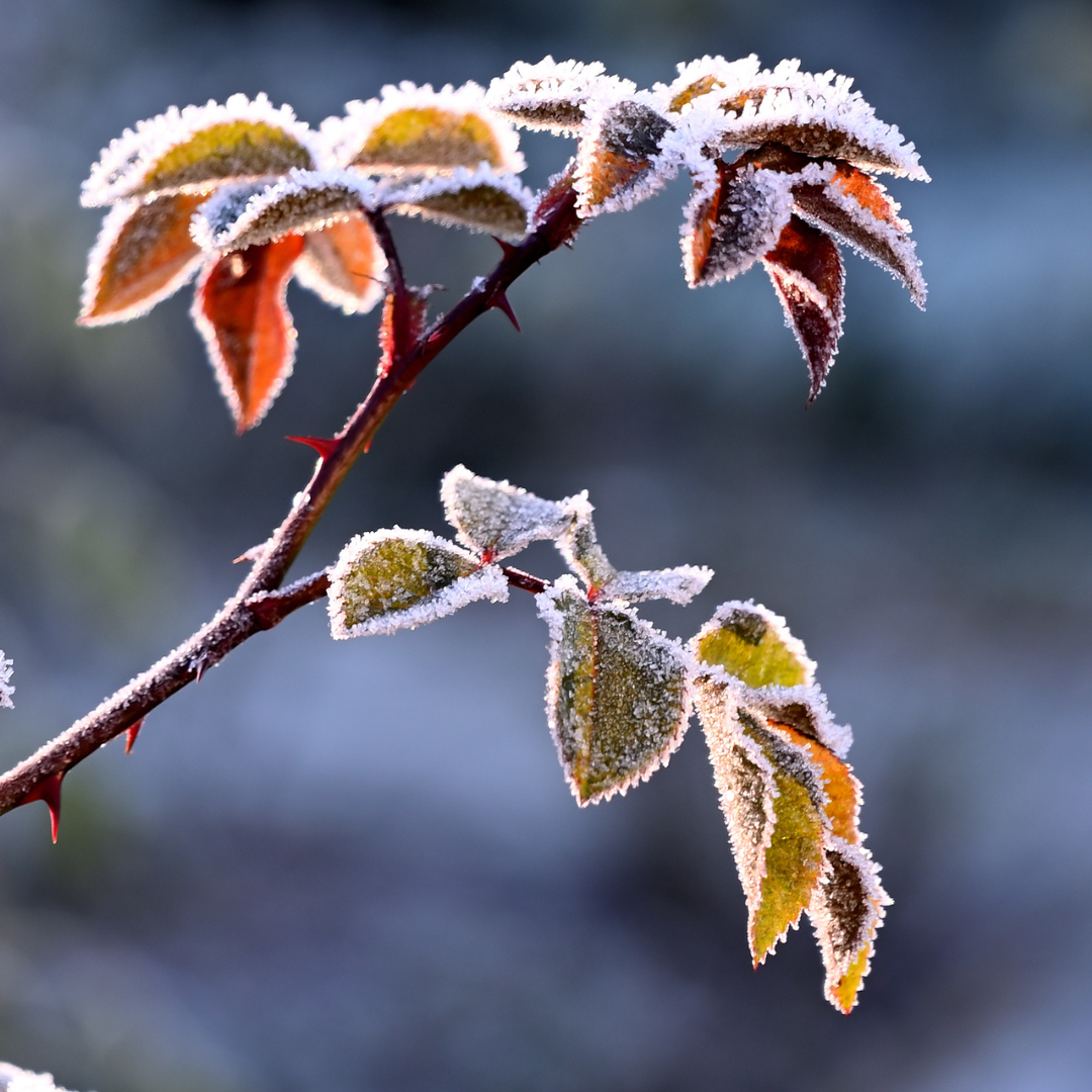 frosted rose leaves