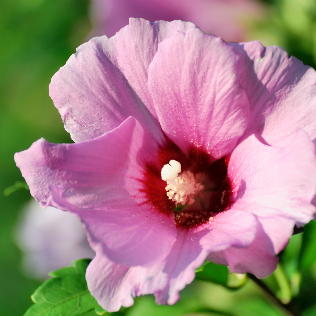 rose of sharon pink rose of sharon