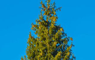 spruce tree