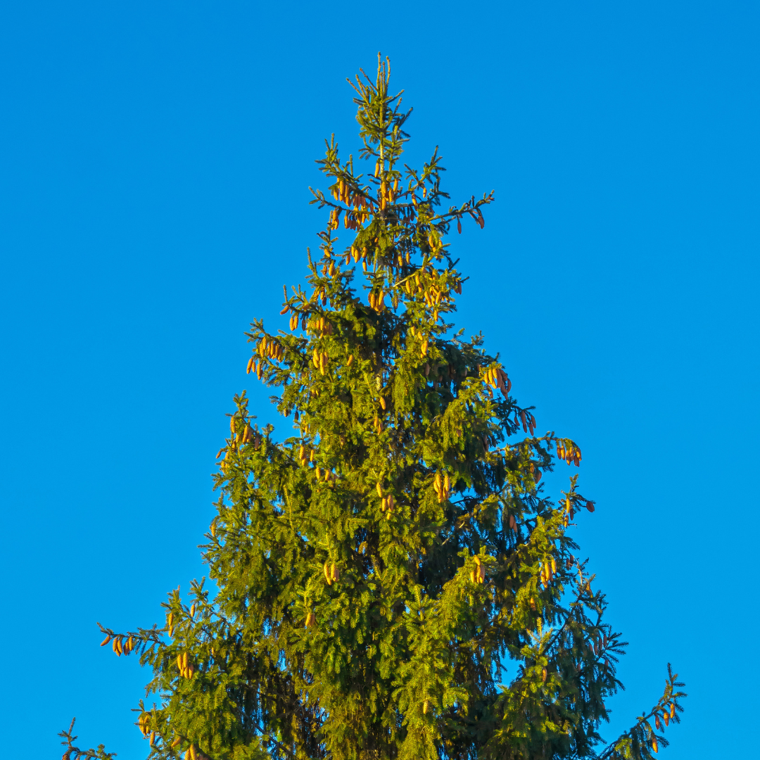 spruce tree