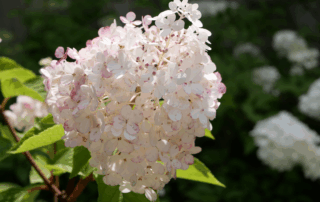 white and pink hydrangea