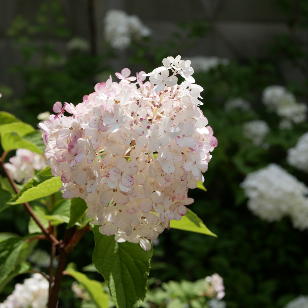 white and pink hydrangea