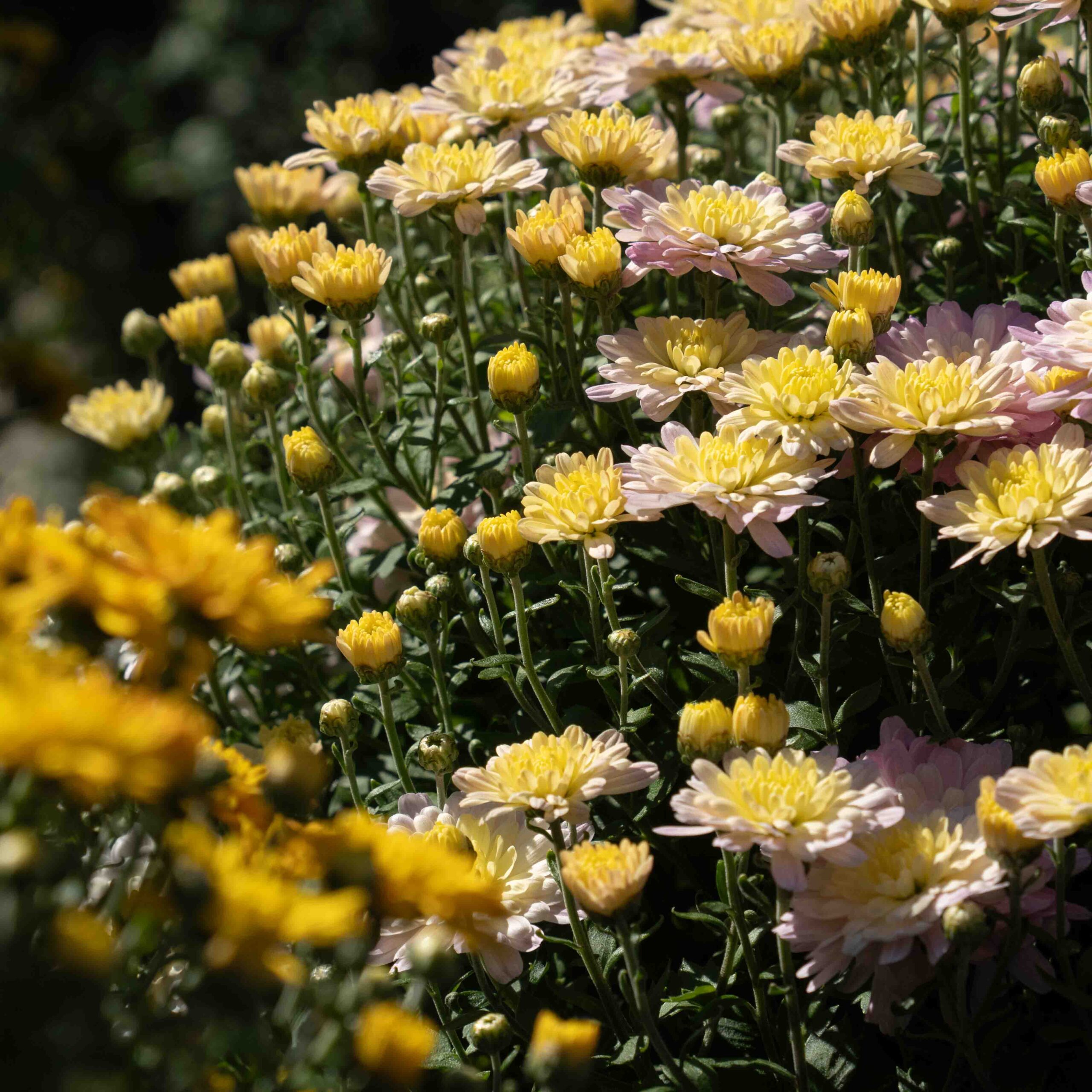 DSC01994 white mum flowers