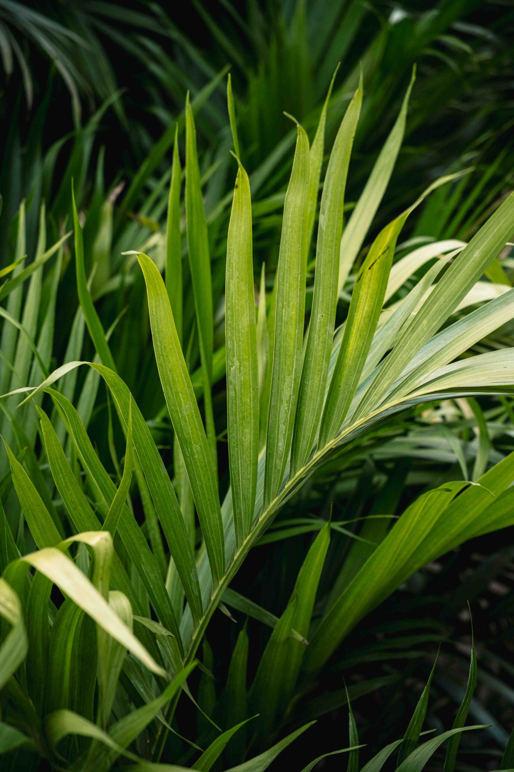 green fern frond tropical plant frond