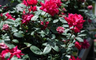 pink rose bushes