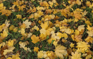 yellow leaves on ground
