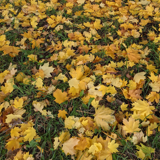 yellow leaves on ground