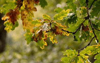 oak tree leaves