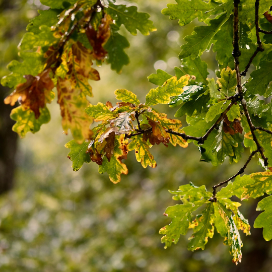 oak tree leaves