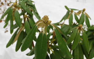 Rhododendron leaves in snow