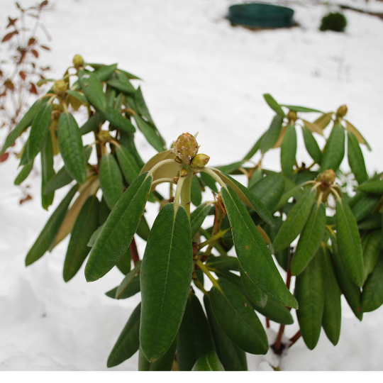Rhododendron leaves in snow
