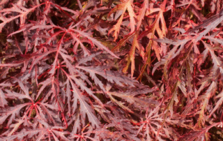 weeping japanese maple leaves