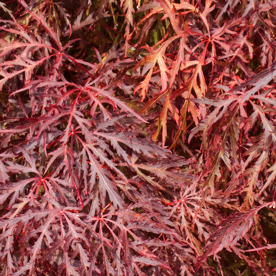 weeping japanese maple leaves