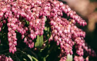 japonica with pink flowers
