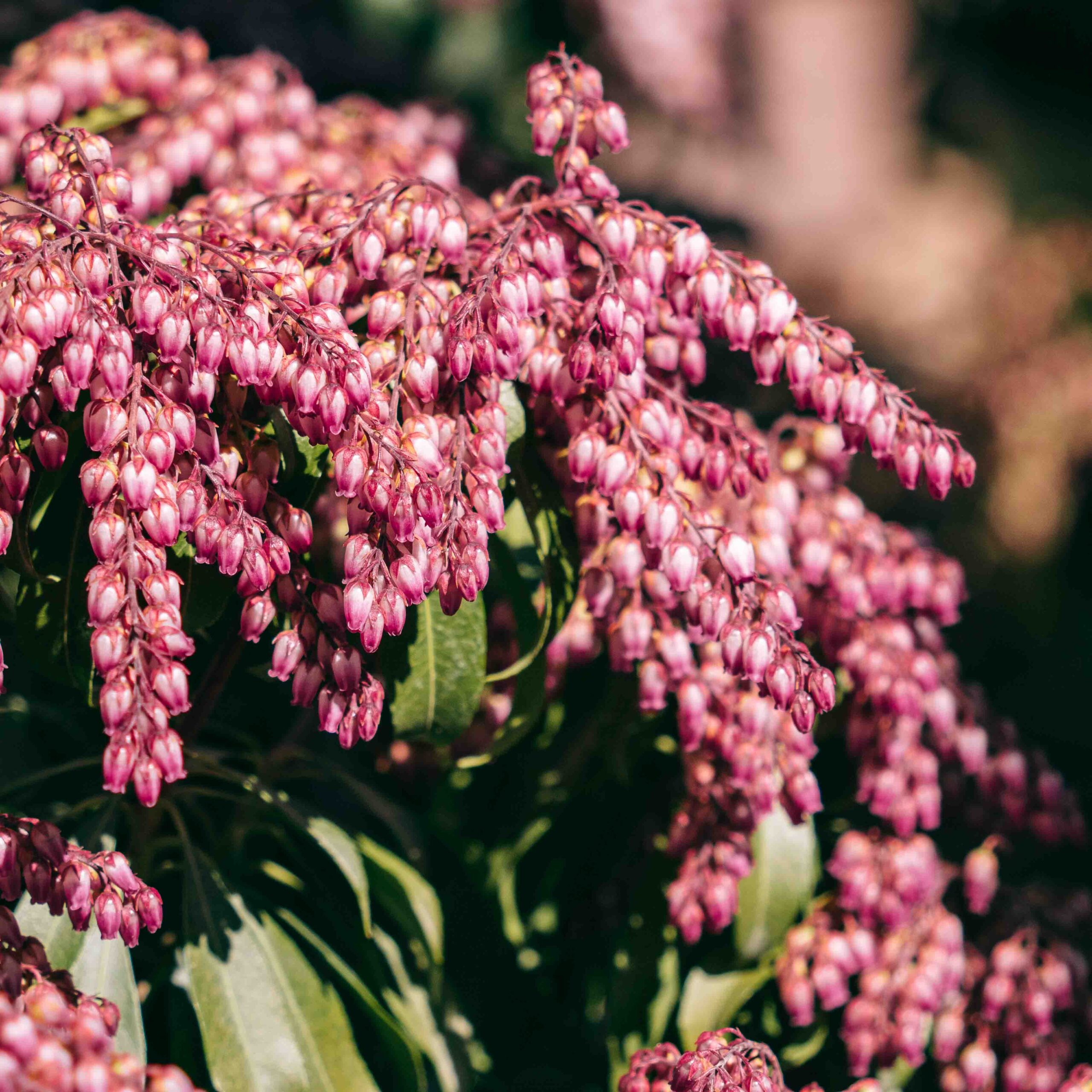 japonica with pink flowers