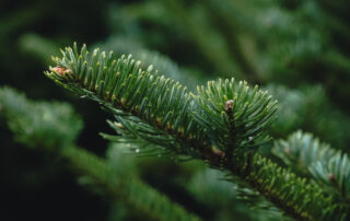 fir tree branch christmas