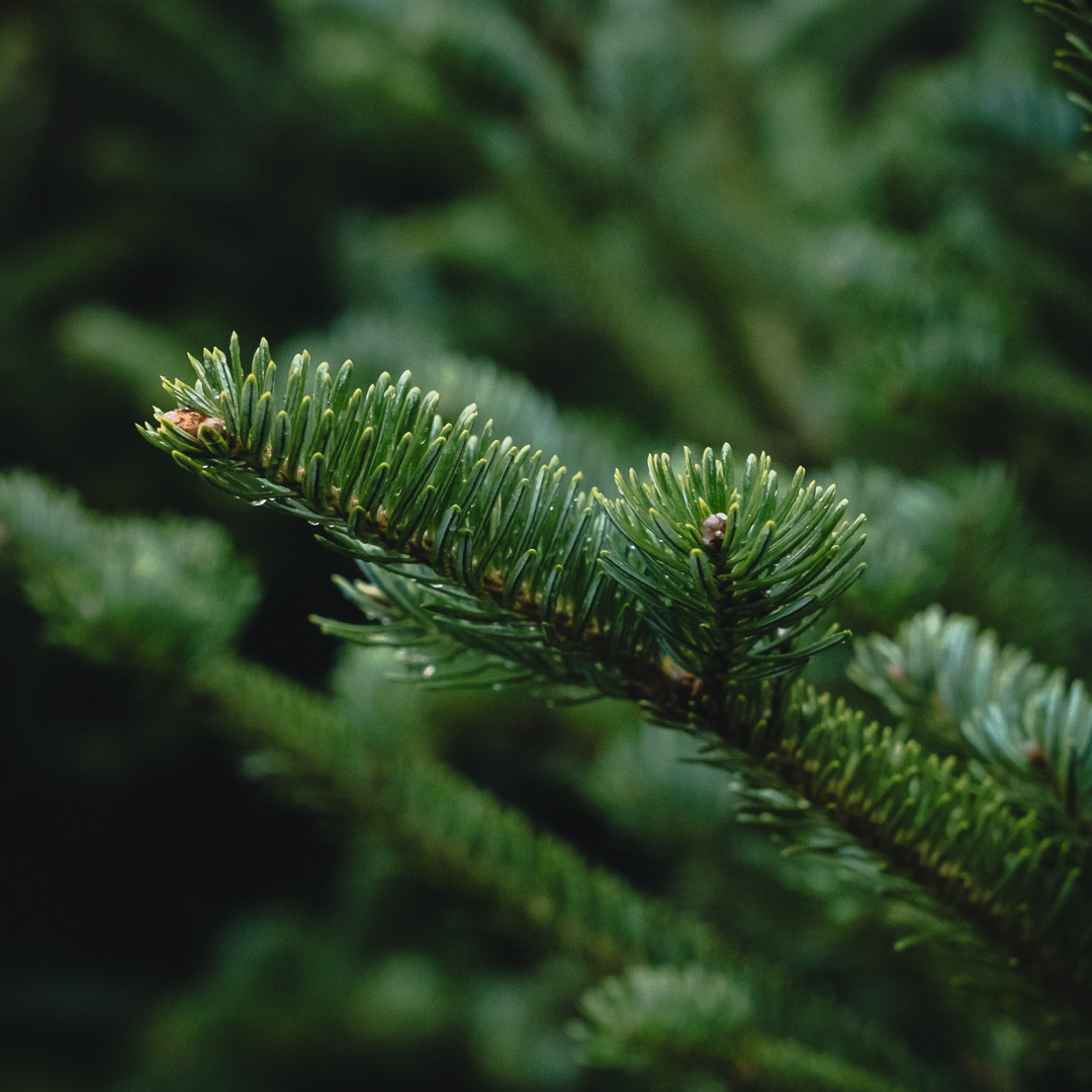 fir tree branch christmas