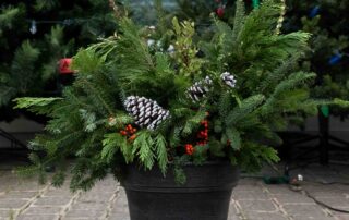 greens planter with pinecones