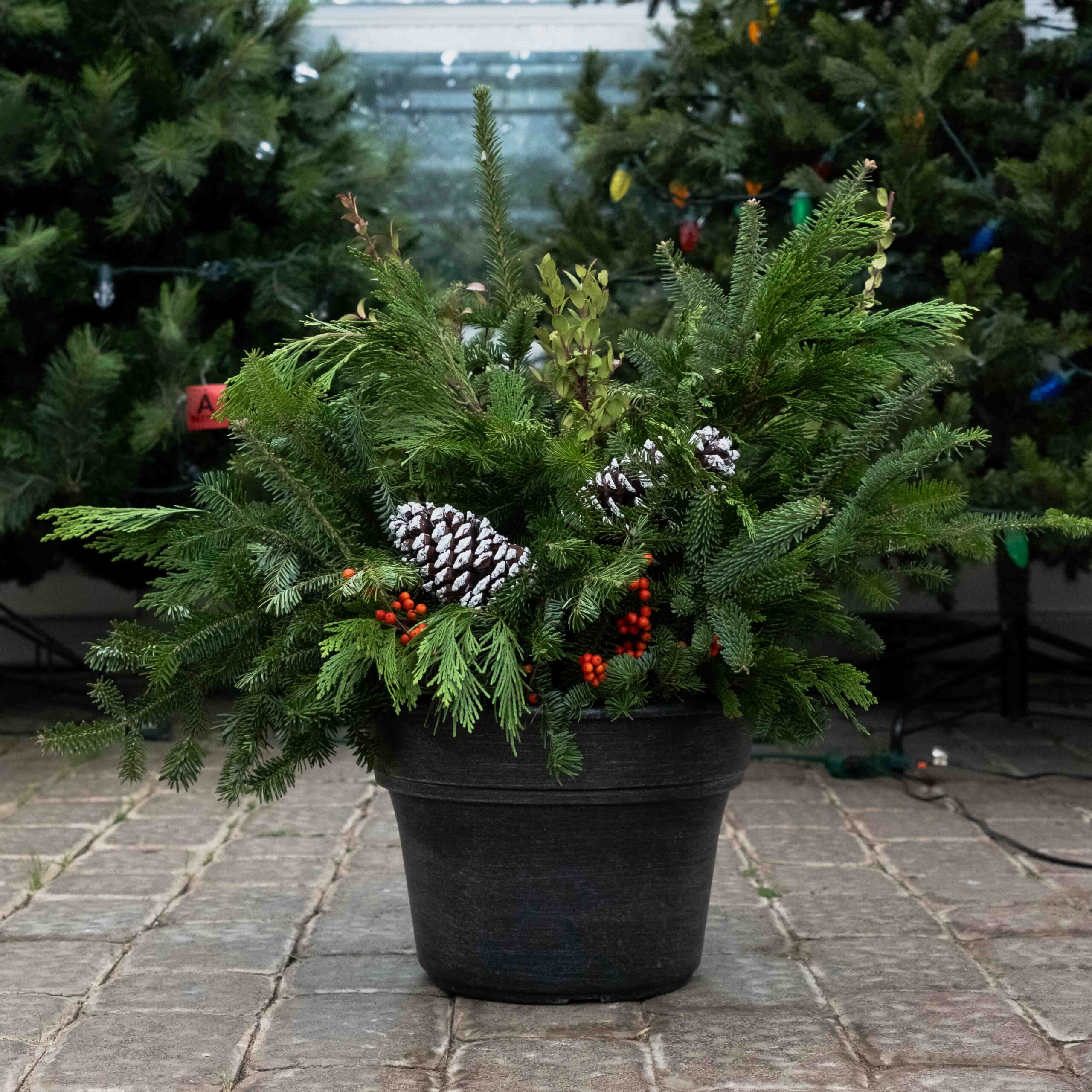 greens planter with pinecones