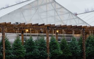 christmas trees outdoors