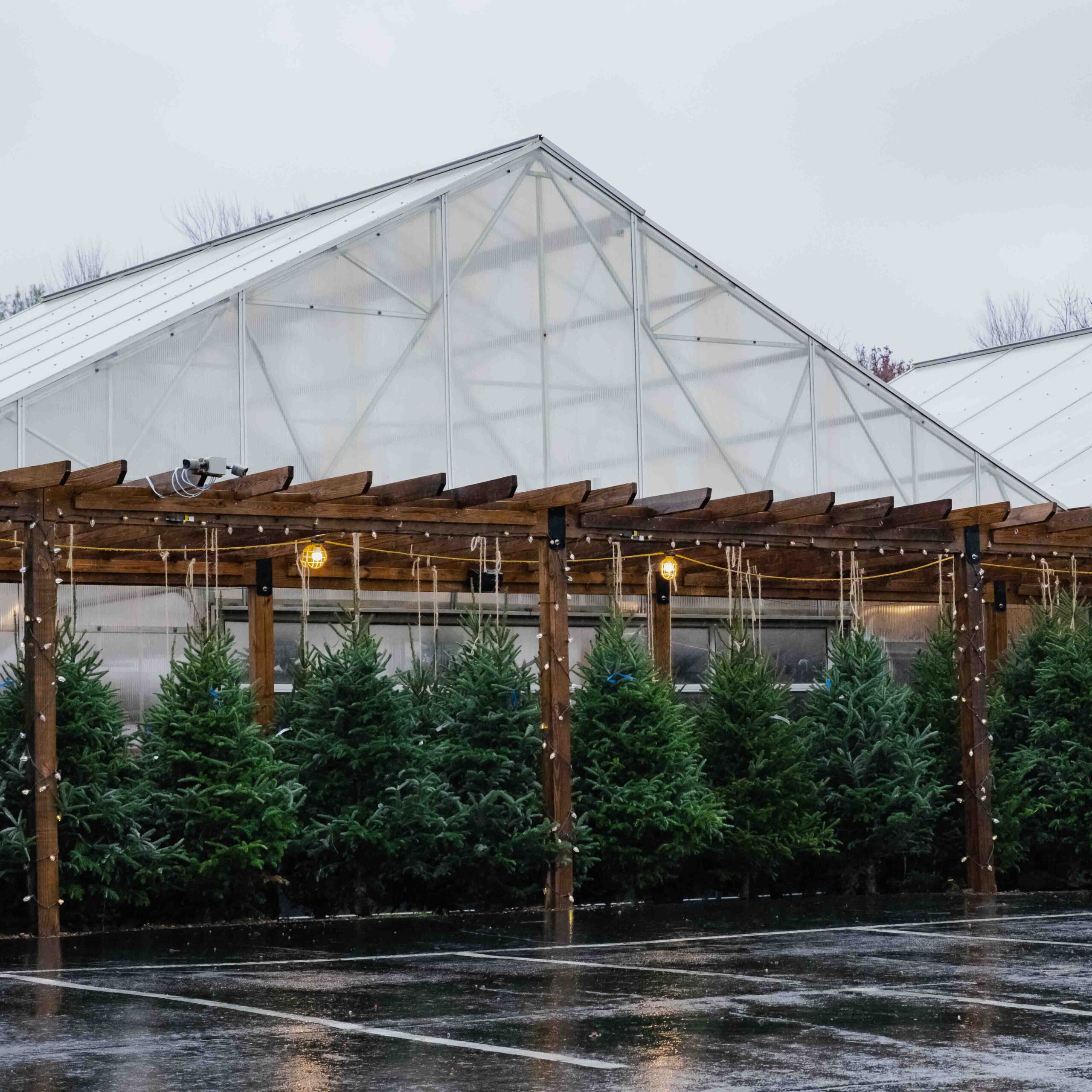 christmas trees outdoors