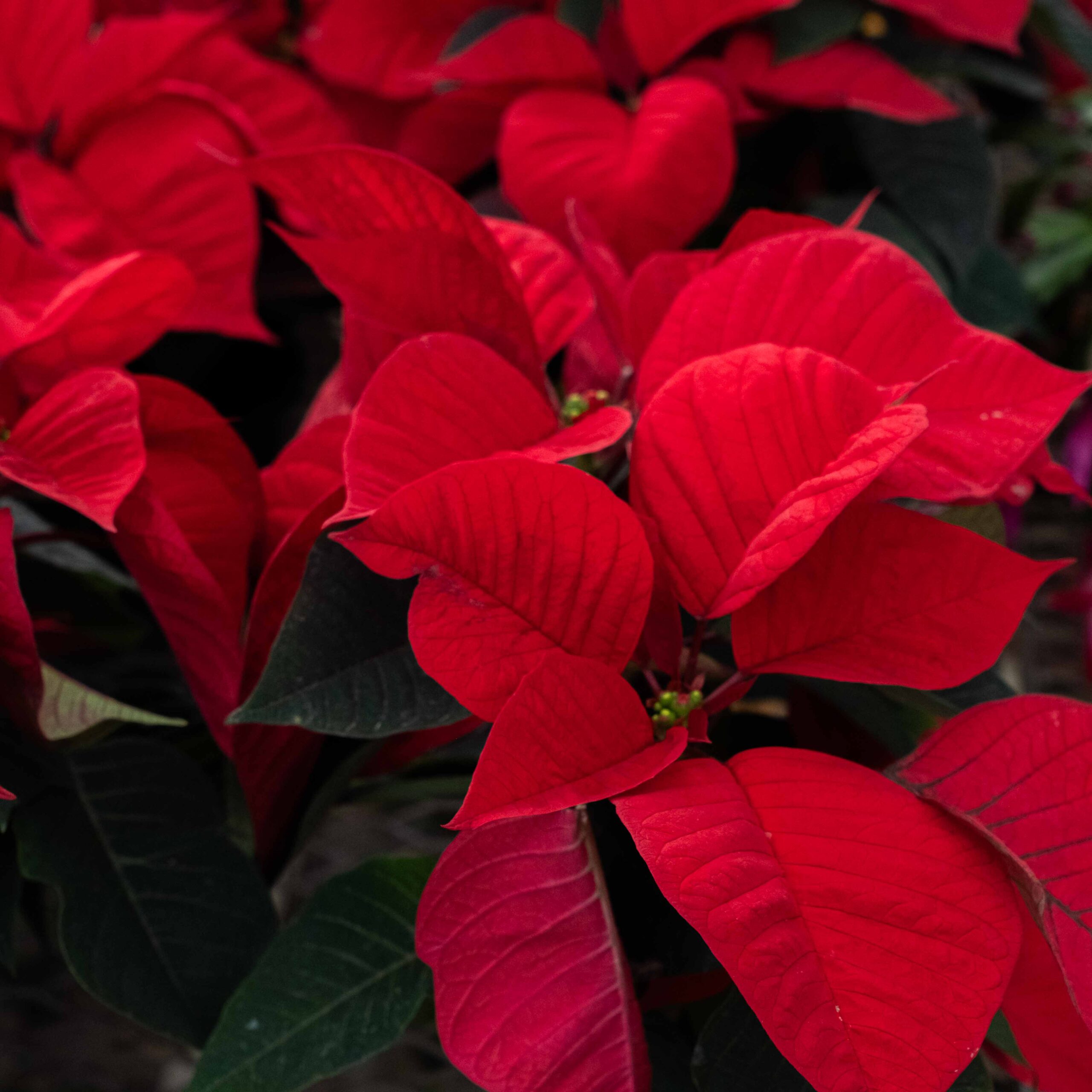 red poinsettias in pots