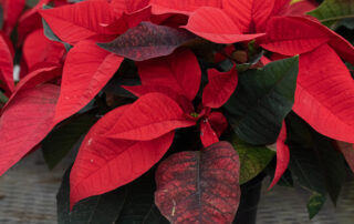 red poinsettia plant