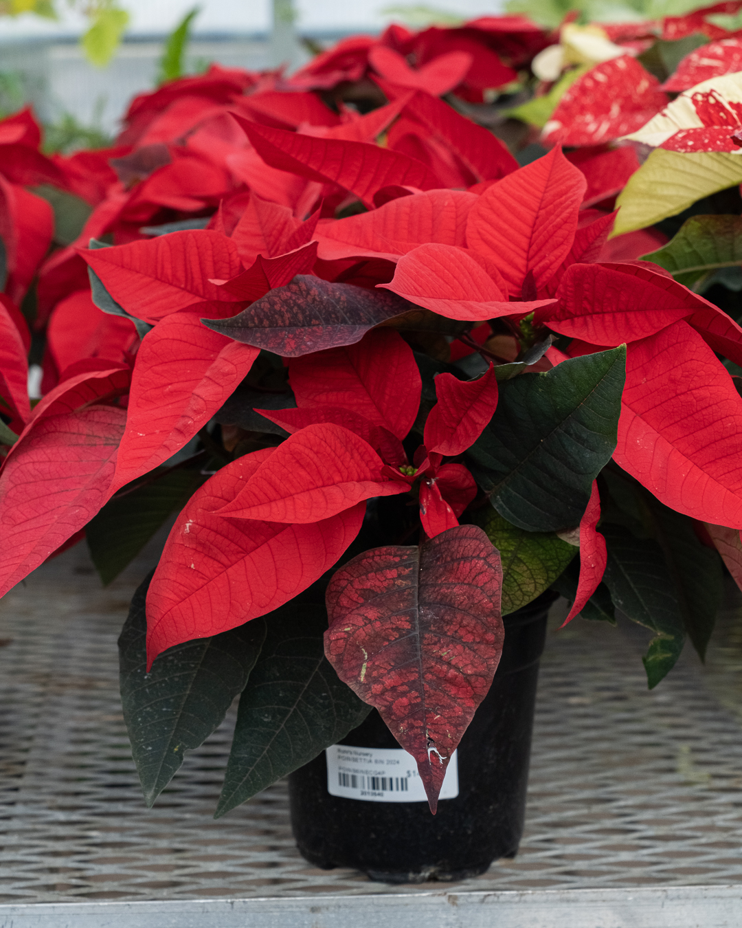 red poinsettia plant