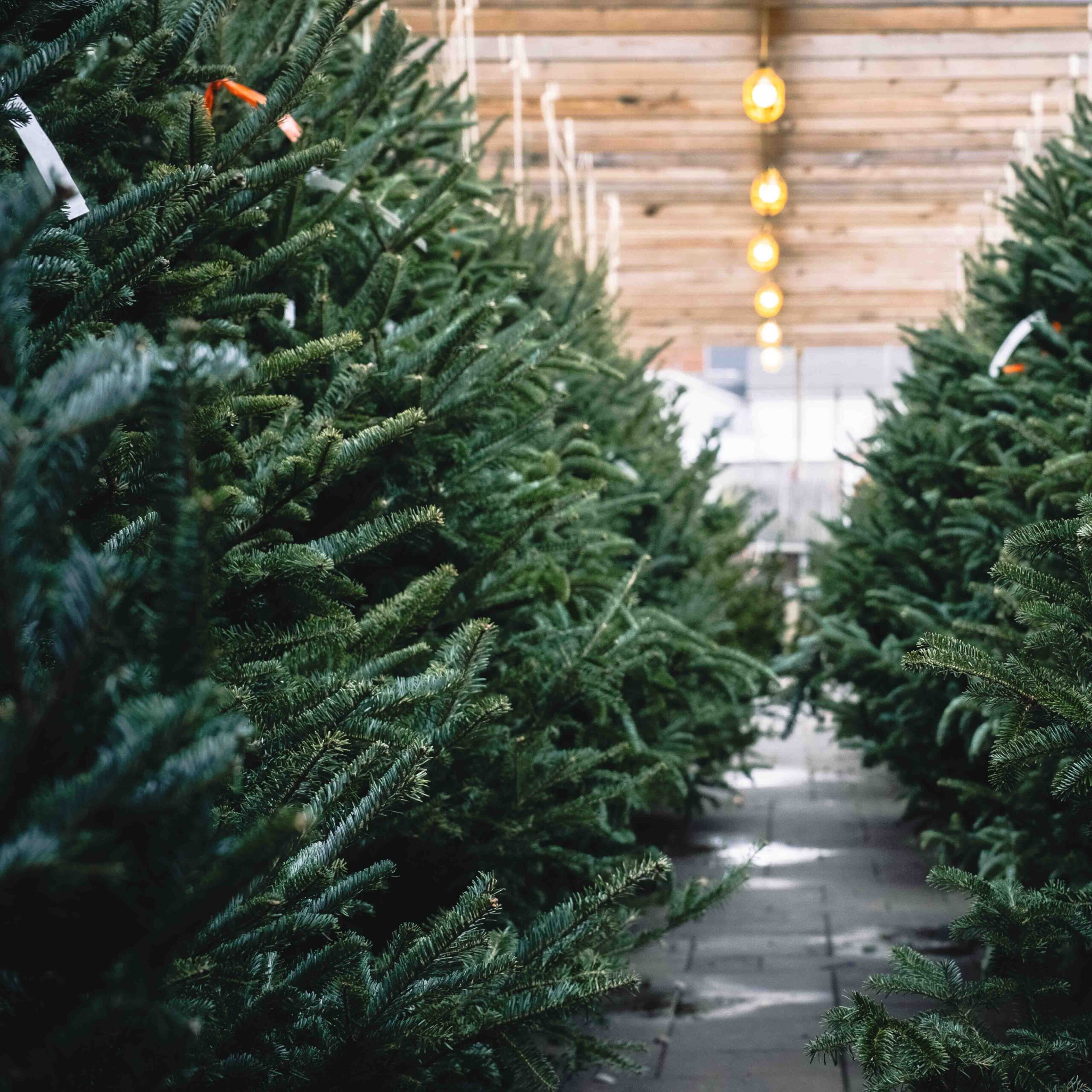christmas tree selection