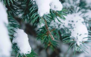 evergreen pine covered in snow