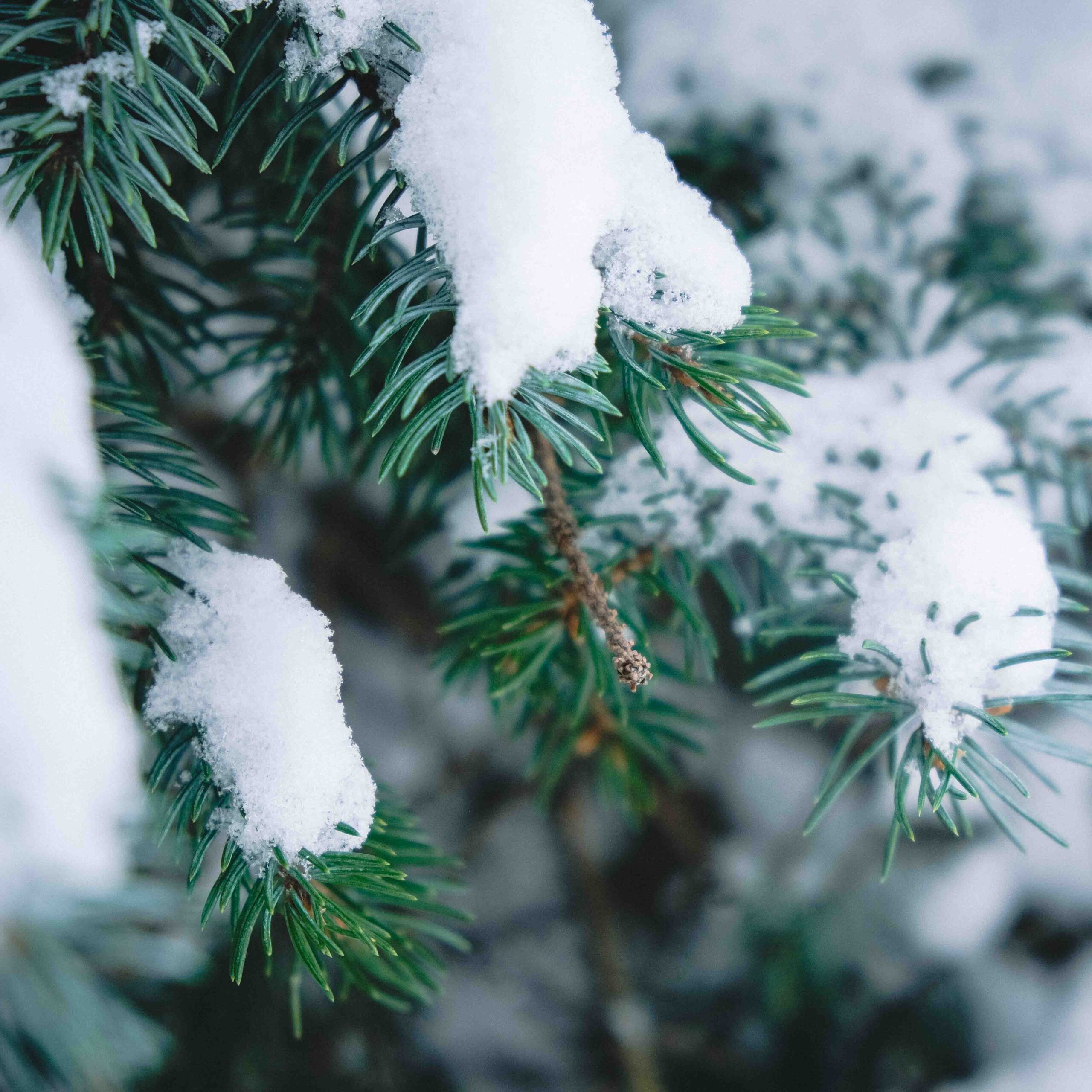 evergreen pine covered in snow