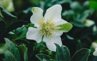 white hellebore flower