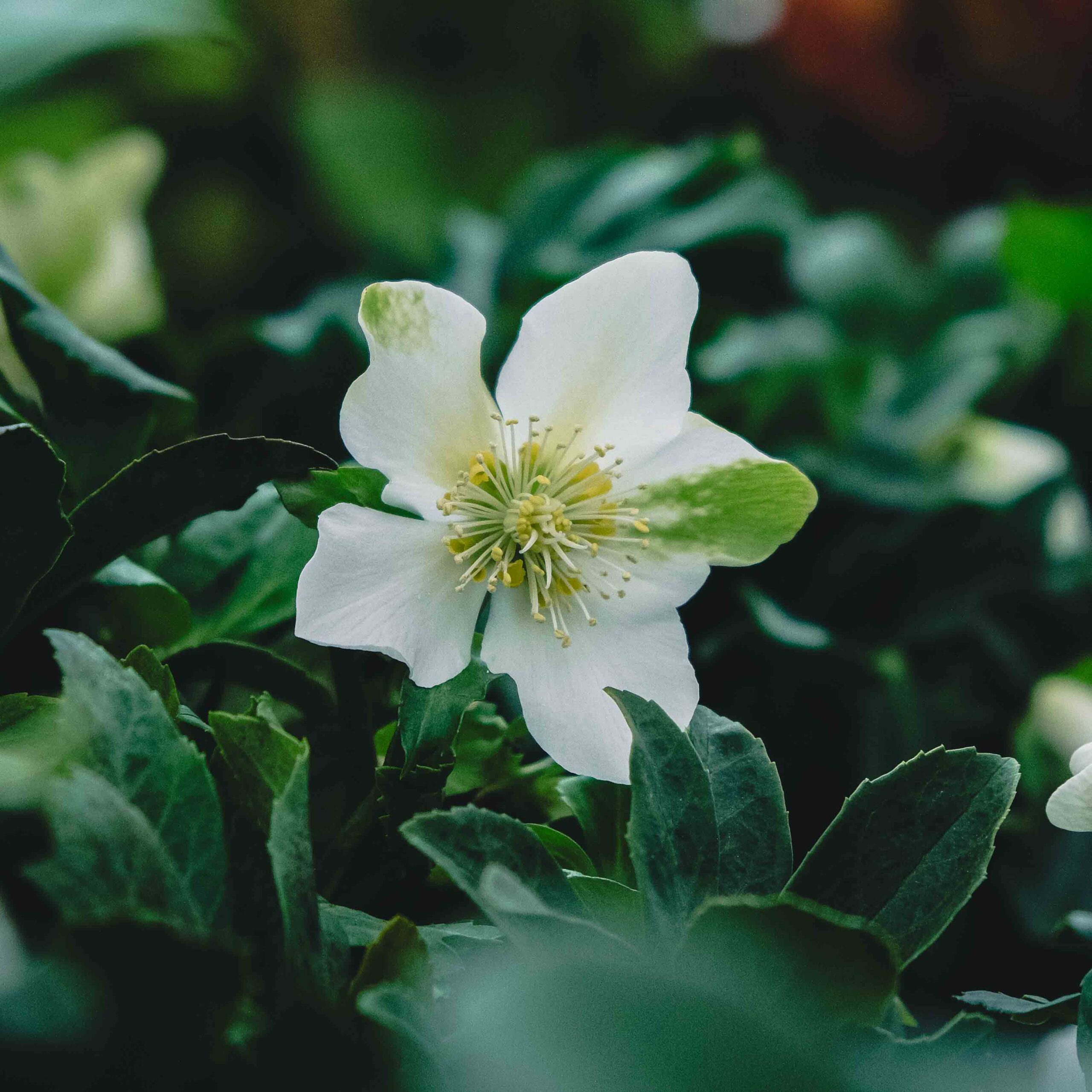 white hellebore flower